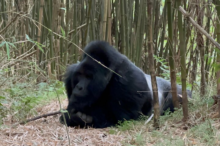 1 Day Gorilla Tracking Trip, Bwindi Impenetrable National Park