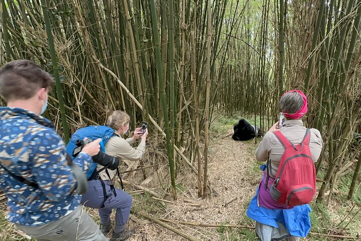 1 Day Gorilla Tracking Trip, Bwindi Impenetrable National Park