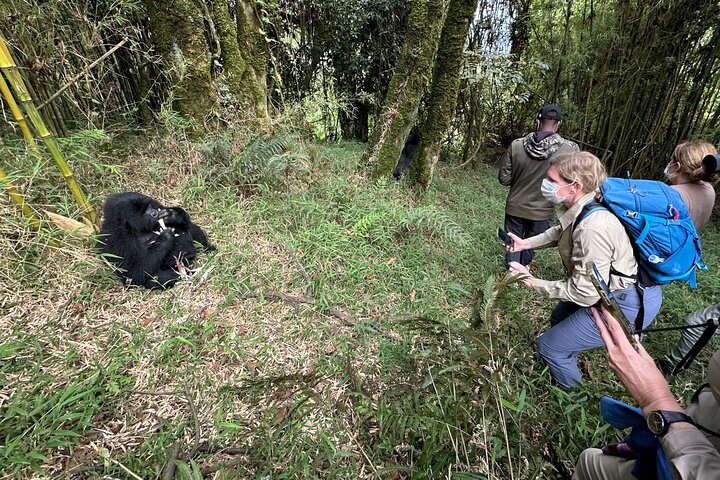 1 Day Gorilla Tracking Trip, Bwindi Impenetrable National Park