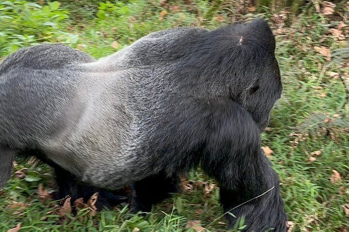 1 Day Gorilla Tracking Trip, Bwindi Impenetrable National Park