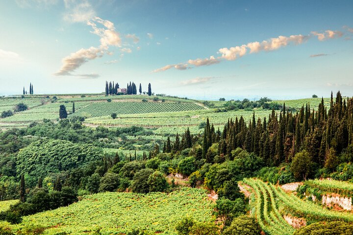 Radda in Chianti: Wine Tasting, Cellar Tour & Tuscan Lunch