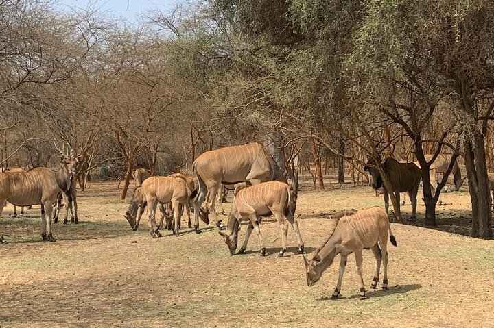 Discover Bandia Safari and the Pink Lake 2 Participants Minimum