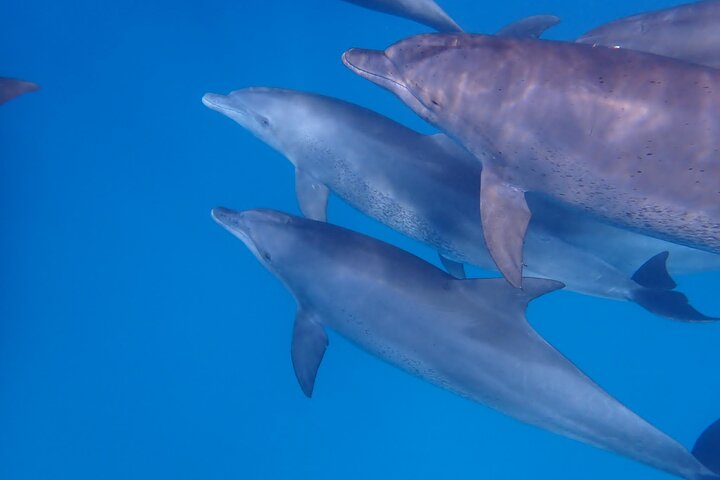 Full day: Snorkeling Dolphin Aquarium Turtles Sunset Kendwa Beach