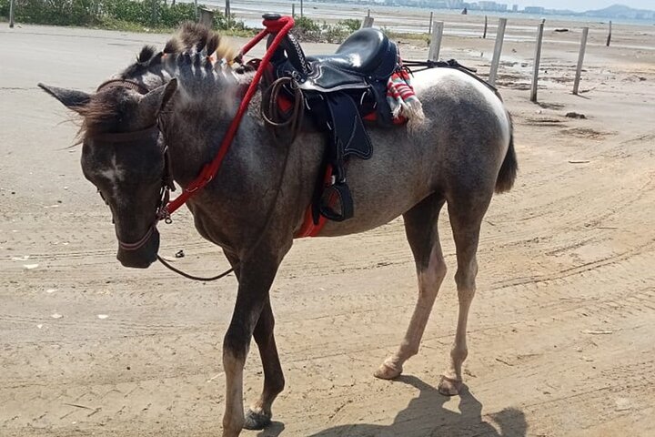 Horseback riding on the beaches of Cartagena