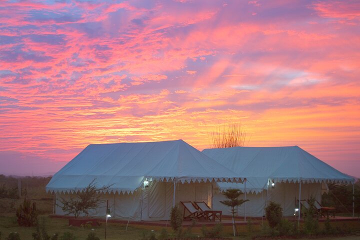 Camel Safari With Night Stay in Camp
