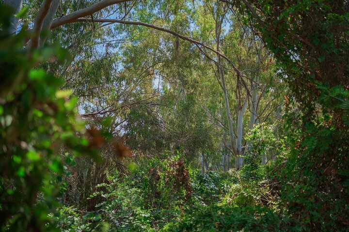 From Paphos: Blue Lagoon, Sea Caves & Aphrodite's Baths Day Trip