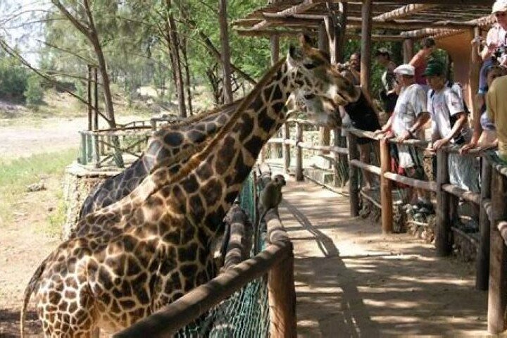 Full day tour in Mombasa