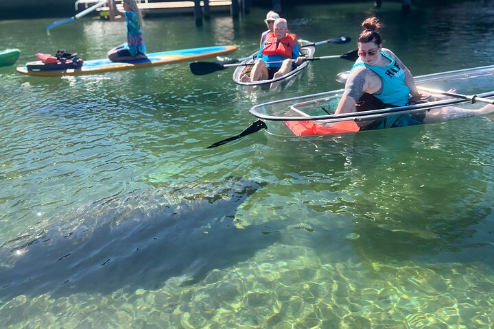 Crystal River: Three Sisters Manatee Clear Kayak Tour Free Photos