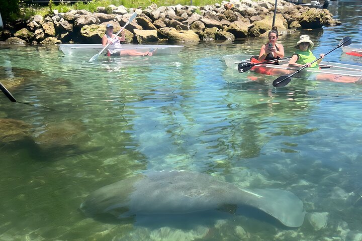 Crystal River: Three Sisters Manatee Clear Kayak Tour Free Photos