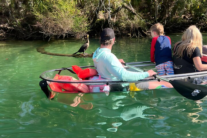 Crystal River: Three Sisters Manatee Clear Kayak Tour Free Photos