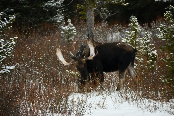 Private Guided Tour in Yellowstone National Park