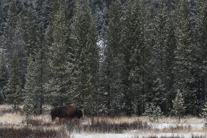 Private Guided Tour in Yellowstone National Park