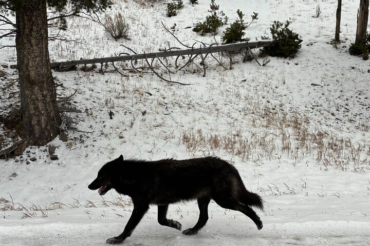 Private Guided Tour in Yellowstone National Park