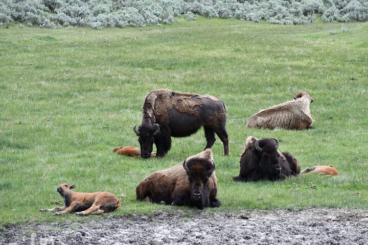 Private Guided Tour in Yellowstone National Park