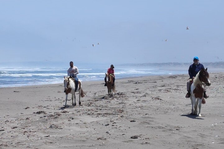 Mauco Hill Hiking & Horseback Riding on the Beach From VALPARAISO