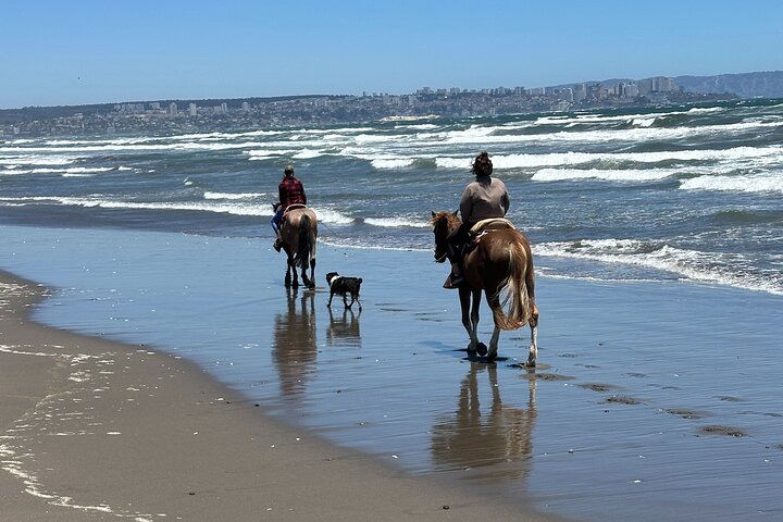Mauco Hill Hiking & Horseback Riding on the Beach From VALPARAISO