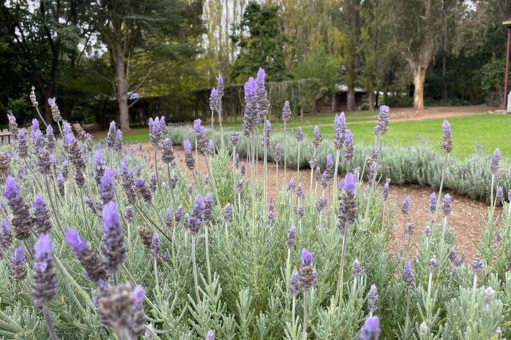 Ashcombe Maze & Lavender Gardens