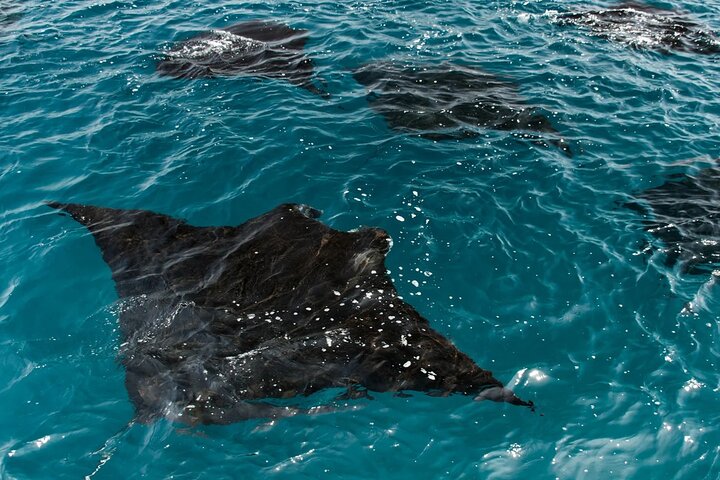 Full Day Komodo Tour With Hey Bali Info Visit 6 Spot