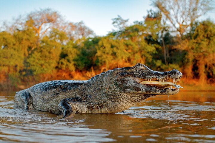 Iquitos: Jungle Exploration Amazon 3D/2N - All included