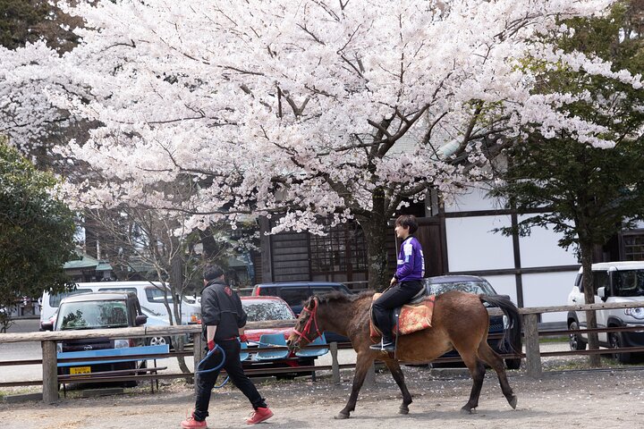 Private Horse Interaction Experience near Mt. Fuji