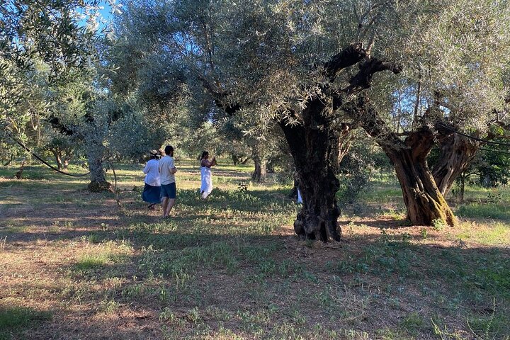 Organic Olive Grove tour & Olive oil tasting & lunch in Kalamata!