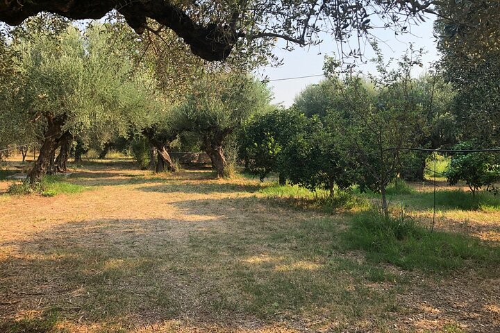 Organic Olive Grove tour & Olive oil tasting & lunch in Kalamata!