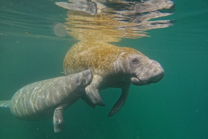 Classic Crystal River Manatee Swim Tour with Free Photos