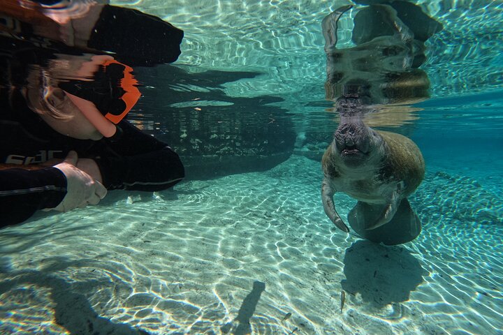 Classic Crystal River Manatee Swim Tour with Free Photos
