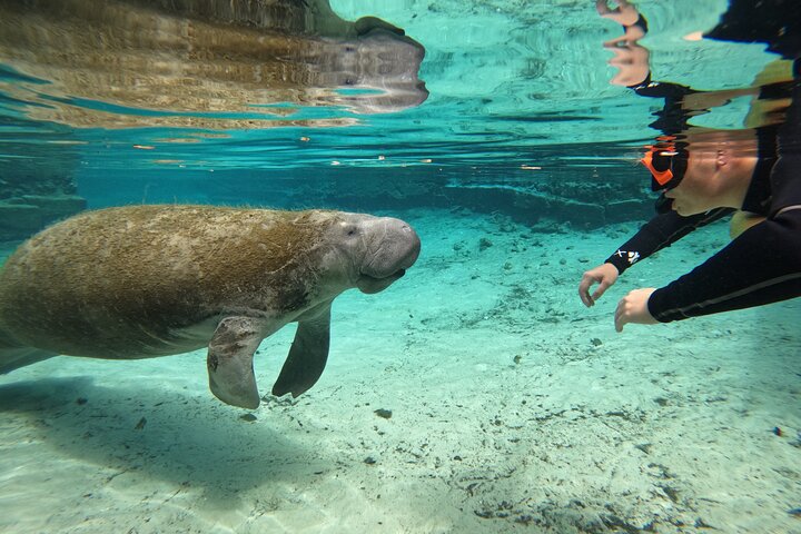 Classic Crystal River Manatee Swim Tour with Free Photos