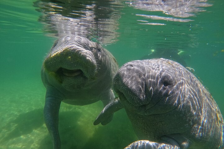 Classic Crystal River Manatee Swim Tour with Free Photos