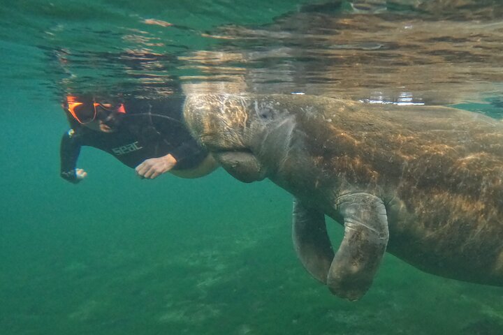 Classic Crystal River Manatee Swim Tour with Free Photos