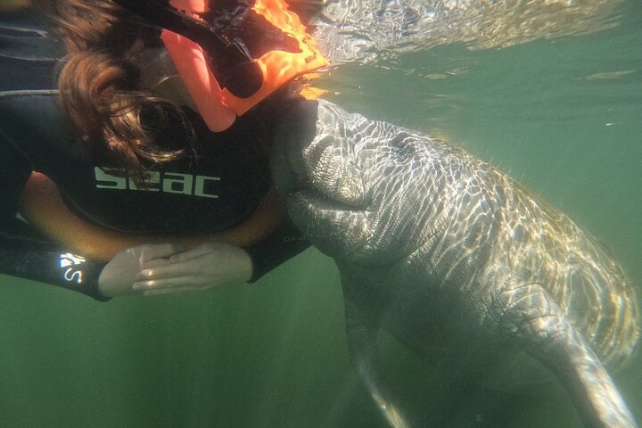 Classic Crystal River Manatee Swim Tour with Free Photos