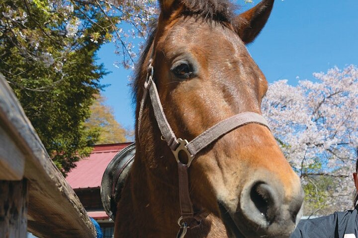 Horseback Archery Experience with Mt. Fuji Views