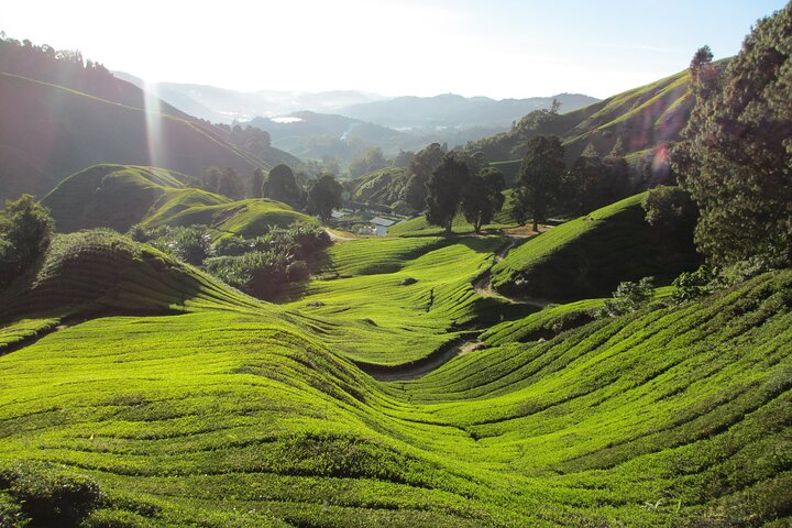 Mossy Forest in Brinchang Tour