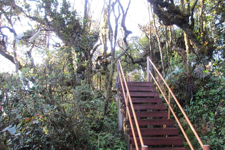 Mossy Forest in Brinchang Tour