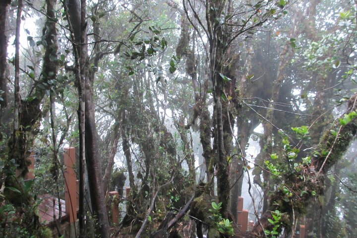 Mossy Forest in Brinchang Tour