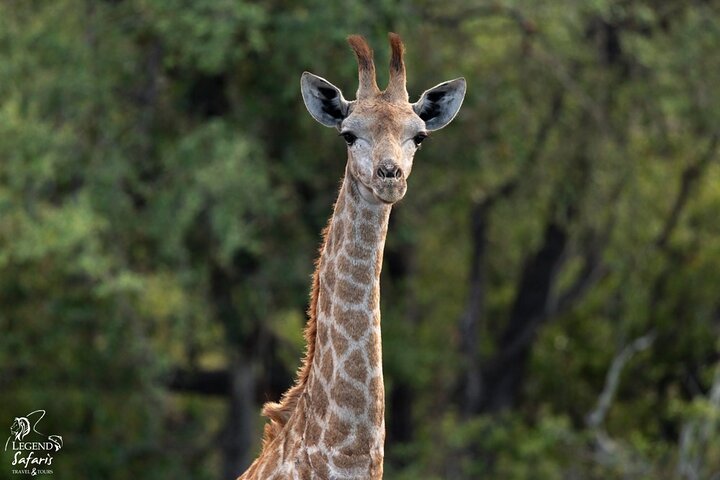 Full Day Kruger Safari from Malelane Marloth Park & Komatipoort