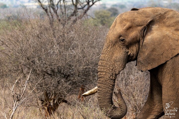 Full Day Kruger Safari from Malelane Marloth Park & Komatipoort