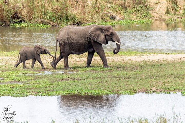 Full Day Kruger Safari from Malelane Marloth Park & Komatipoort