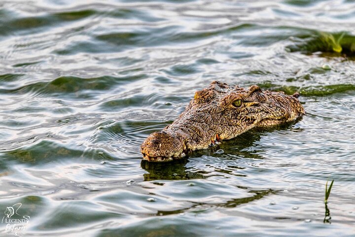 Full Day Kruger Safari from Malelane Marloth Park & Komatipoort