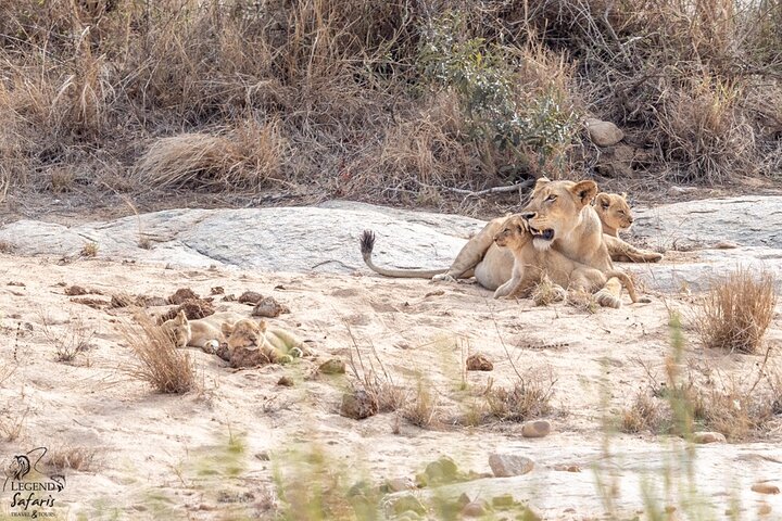 Full Day Kruger Safari from Malelane Marloth Park & Komatipoort