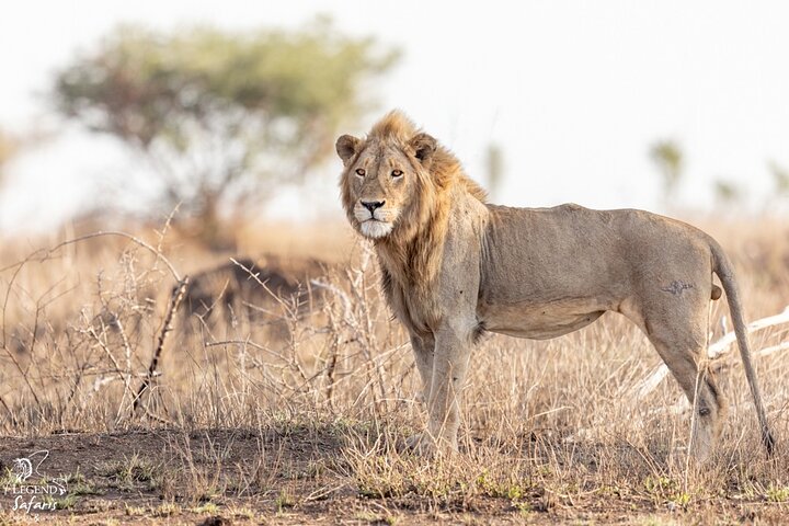 Full Day Kruger Safari from Malelane Marloth Park & Komatipoort