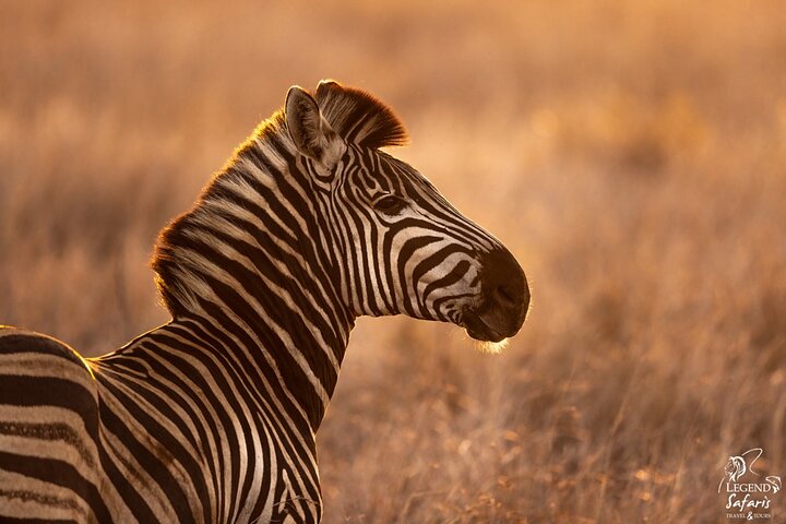 Full Day Kruger Safari from Malelane Marloth Park & Komatipoort