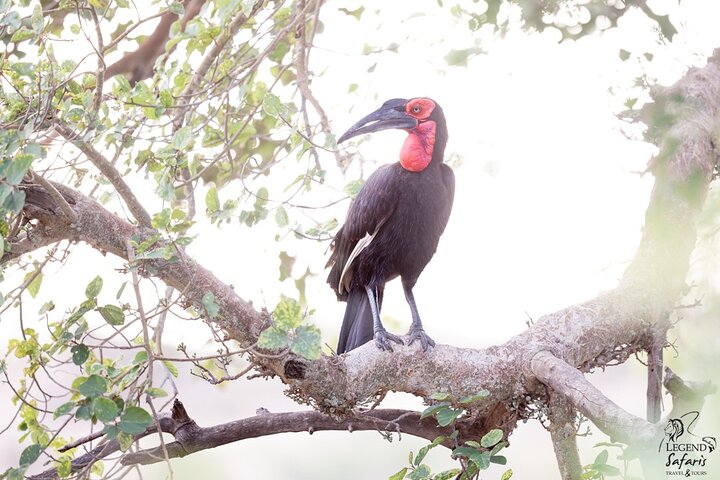 Full Day Kruger Safari from Malelane Marloth Park & Komatipoort