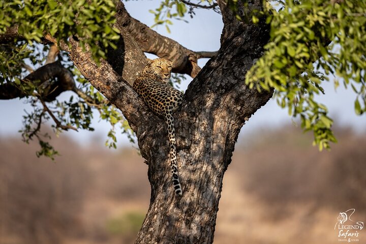 Full Day Kruger Safari from Malelane Marloth Park & Komatipoort