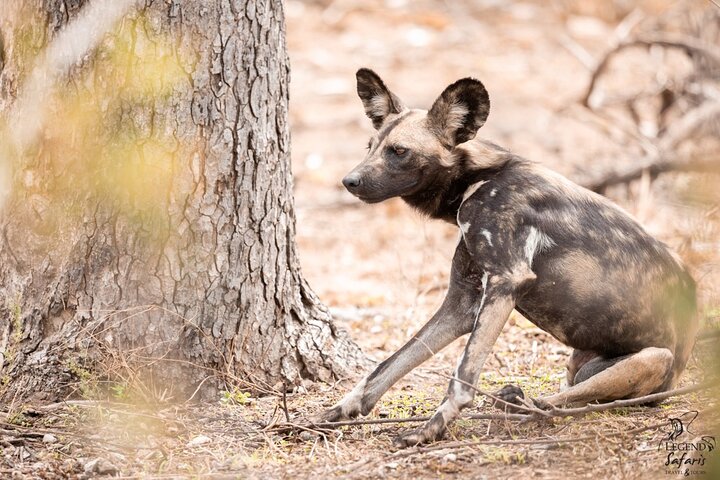 Full Day Kruger Safari from Malelane Marloth Park & Komatipoort