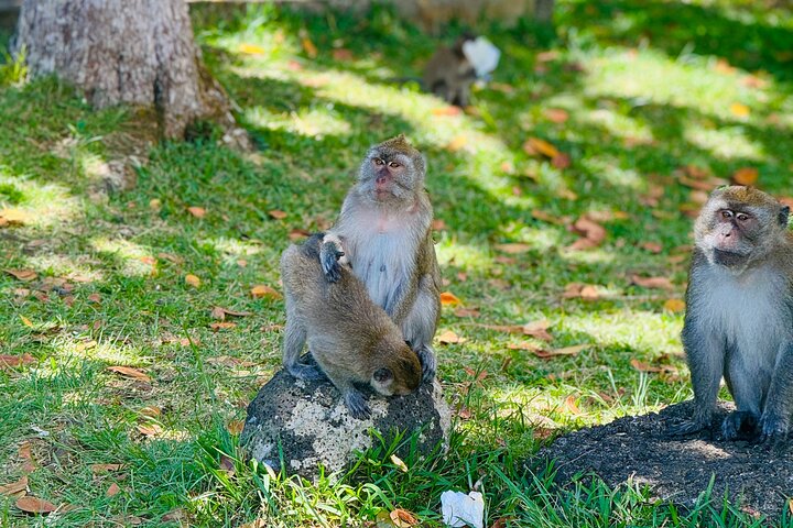 Private South Tour Visit To Vallee Adventure Park Including Lunch