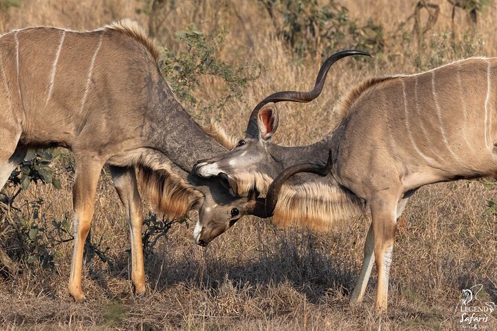 Full Day Kruger Safari from Malelane Marloth Park & Komatipoort