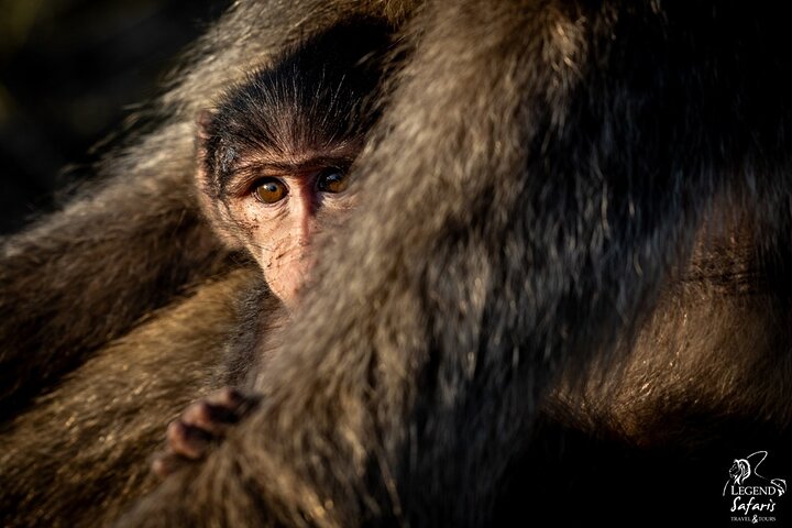 Full Day Kruger Safari from Malelane Marloth Park & Komatipoort
