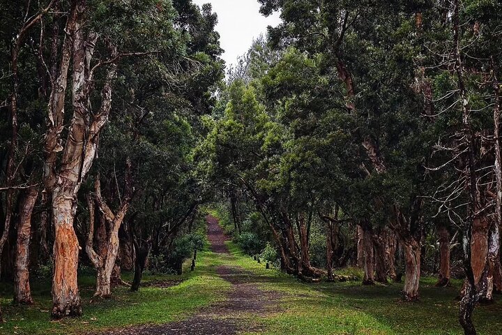South Mauritius Rhum, Lychee Wine And Tea Tasting Tour